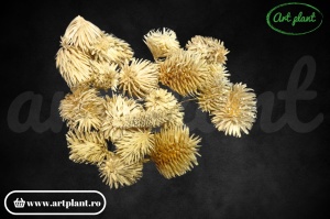 Capete ciulini natur