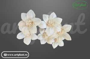 Cap crin Star Gazer sola 6 cm cu petale recurvate, floare decorativă exotică din lemn de sola