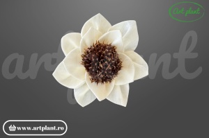 Cap Eva sola 6 cm cu petale generoase și curbate, floare decorativă romantică din lemn de sola