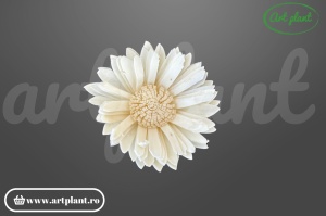 Cap floarea soarelui sola 6 cm cu petale alungite și centru brun, floare decorativă din lemn de sola