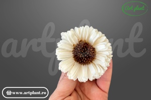 Capete floarea soarelui titonia sola 6cm,