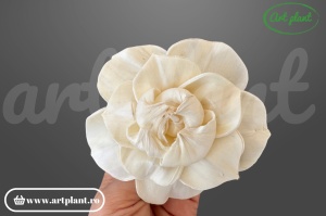 Capete magnolie sola 10cm