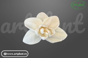Cap orhidee old sola 8 cm model clasic cu petale largi, floare decorativă tropicală din lemn de sola