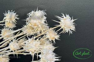 Ciuline Cardoon Alb / Crem