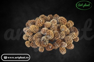 Conuri meridianum natur