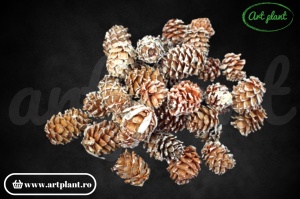 Conuri salignum albite