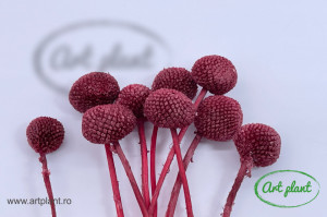 Craspedia criogenata bordo