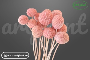 Craspedia Light Pink