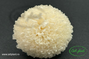 Crizantema ping-pong criogenata white