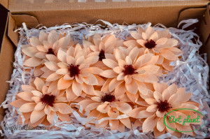 Dalia Criogenata Peach Pea01 - Img 2