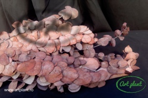 Eucalipt Cinerea Rubis Red - Img 2