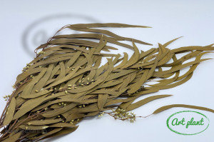 Eucalipt Exotica Berry Verde Olive