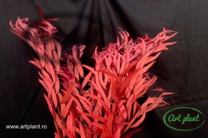 Eucalipt Nicoly Red