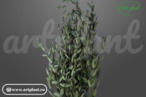 Eucalipt parvifolia green