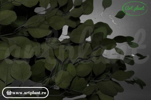 Eucalipt Populus Verde - Img 2