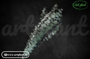 Eucalipt Spiral Green - Img 3
