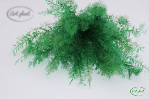 Feriga sertularia verde - Img 2