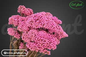 Floare de Orez Criogenata Pink