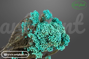 Floare de Orez Criogenata Turquoise