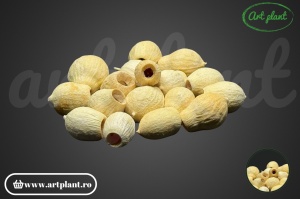 Fructe eucalipt clopot natur