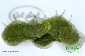 Frunze Voal Verde