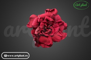 Gardenia Criogenata Burgundy - Img 2