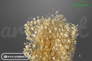 Gypsophila Alb-Perlat criogenată, buchet 70-90g, cu reflexe sidefate pentru buchete de mireasă și decoruri elegante
