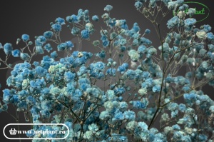 Gypsophila Criogenată Blue - Img 1
