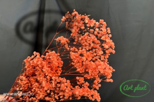 Gypsophila Criogenată Orange Flame