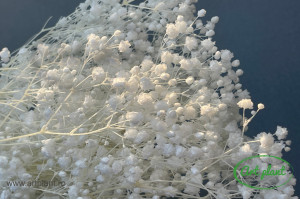 Gypsophila Criogenată Pure White - Img 2