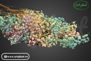 Gypsophila Criogenată Rainbow Blue - Img 2
