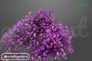 Gypsophila Mov-Lila