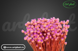 Happy flower filder(G) - Img 3