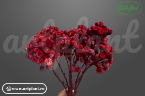 Helichrysum italian bordo