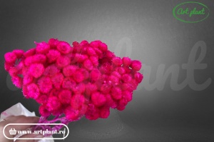 Helichrysum italian ciclam