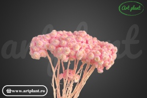 Helichrysum italian filder