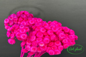 Helichrysum italian fuchsia