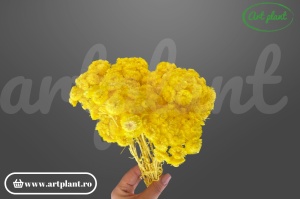Helichrysum italian galben