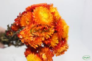 Helichrysum Orange