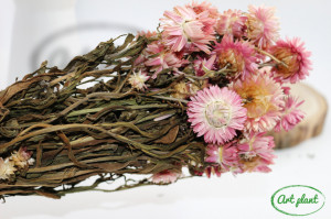 Helichrysum Pink - Img 1