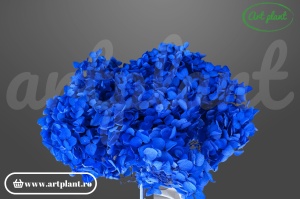 Hortensie Albastru Inchis