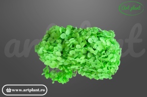 Hortensie apple green