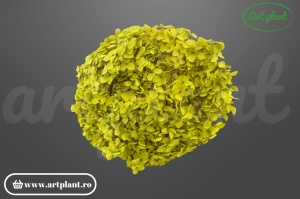Hortensie Apple Green criogenată, cap floral 17-20cm, verde măr vibrant pentru nunți botanice și aranjamente moderne