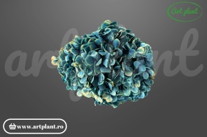 Hortensie Blue Antique
