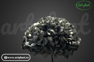 Hortensie Criogenata Gri Antracit Bla02 XL