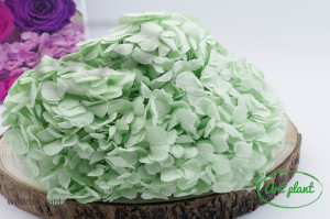 Hortensie Criogenata Mint Green Premium