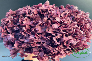 Hortensie Grape Purple