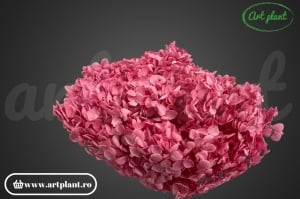 Hortensie Pink - Img 1