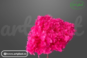Hortensie Roz Închis criogenată, cap floral 17-20cm, roz intens saturat pentru aranjamente statement și nunți moderne