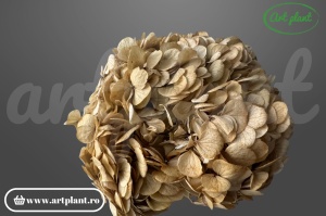 Hortensie stabilizata Sand